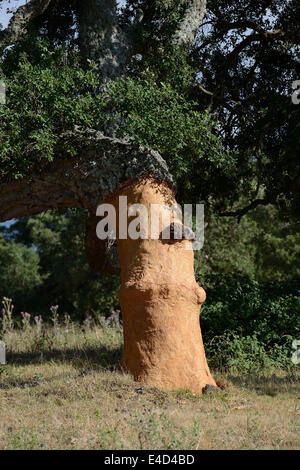 Freshly peeled Cork Oak (Quercus suber), Aglientu, Sardinia, Italy Stock Photo