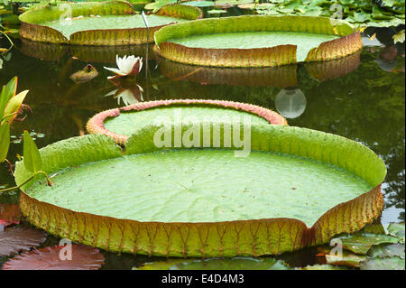 Leaves the Irupe or Santa Cruz Water Lily (Victoria cruziana), Bavaria, Germany Stock Photo
