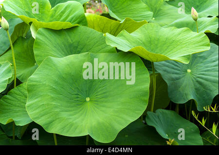 Leaves of a Lotus flower (Nelumbo), Bavaria, Germany Stock Photo