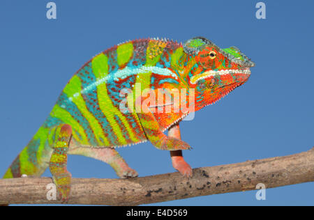 Panther Chameleon (Furcifer pardalis), Ambilobe, Madagascar Stock Photo