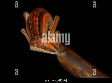 Lined Flat-tail Gecko or Lined Leaf-tail Gecko (Uroplatus lineatus), Marojejy Madagascar Stock Photo