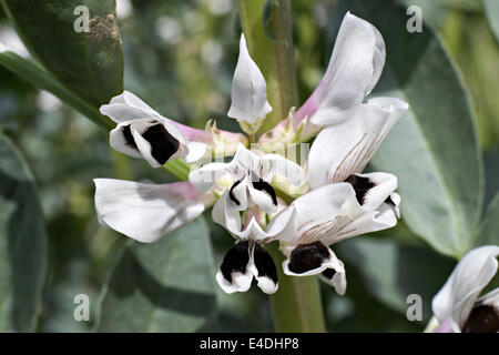 broad bean flowers Stock Photo