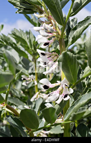 stem of broad bean flowers Stock Photo