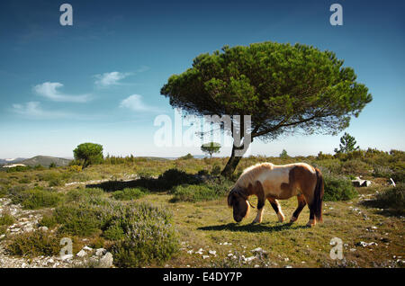 White and brown pony pasturing in a green field with pine trees under the blue sky Stock Photo