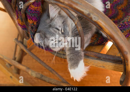 Closeup of a grey tabby cat sleeping in a wooden rocking chair Stock Photo