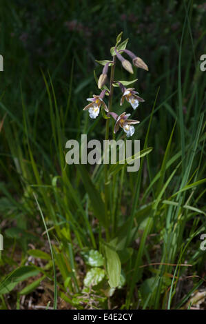 Epipactis palustris marsh helleborine orchid new forest hampshire uk native Stock Photo