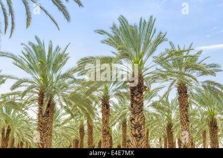 Lush foliage of figs date palm trees on cultivated oasis in Jordan valley desert against blue sky Stock Photo