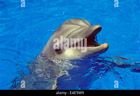 Dolphin - Bottle-nosed dolphin (Tursiops truncatus) Stock Photo