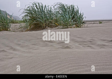 This is a bunch of dune grass on a sandy dune, with the sand in interesting patterns from the wind.  Taken on Copalis Beach, Washington on the Pacific. Stock Photo
