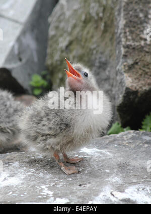 Arctic tern chick on the Isle of May, Scotland Stock Photo