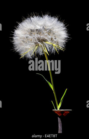 A big dandelion blowball in a vase, isolated on black background Stock Photo