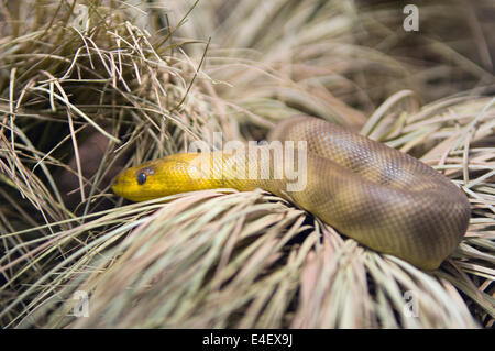 Woma Stock Photo