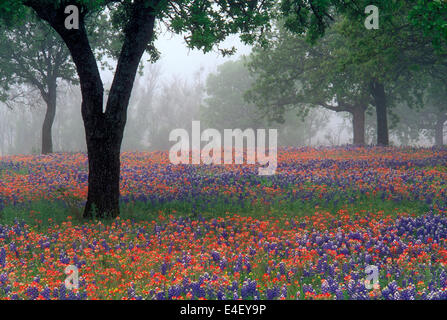 Indian Paintbrush and Bluebonnets in the Hill Country of Texas Stock Photo