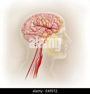 Detail of arteries of the human head and the trigeminal nerve. Stock Photo