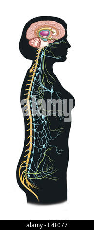 Side view of human body showing autonomic nervous system and limbic system within the brain. Green are parasympathetic nerves. B Stock Photo