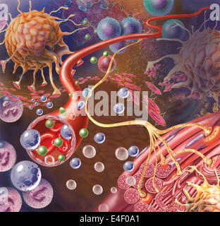 Nerve ending, seen in lower right, sends pain message from injured muscle. Blood vessel and immune cells are seen in the center Stock Photo