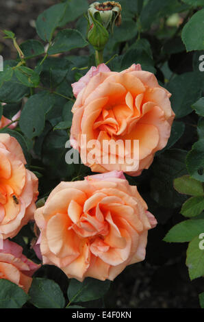 Rosa 'Warm Wishes' rose close up of flower Stock Photo