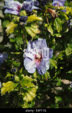 Hibiscus syriacus 'Oiseau Bleu' close up of flowers Stock Photo