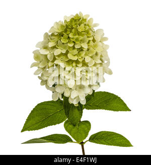 hydrangea paniculata white on a green background Stock Photo - Alamy