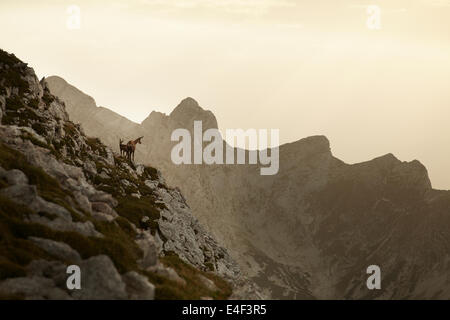 female chamois (rupicapra rupicapra) with young on the Mt. Zinödl in the Gesaeuse National Park Styria Austria Alps. Stock Photo