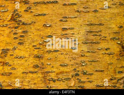 Tree Bark Background for wallpaper or art. Stock Photo