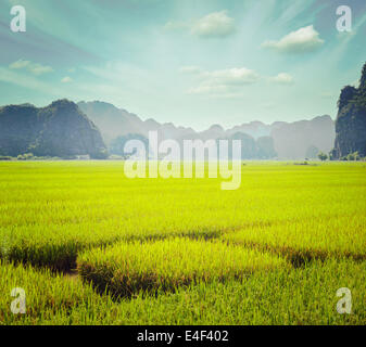 Vintage retro hipster style travel image of rice field. Tam Coc, Vietnam Stock Photo
