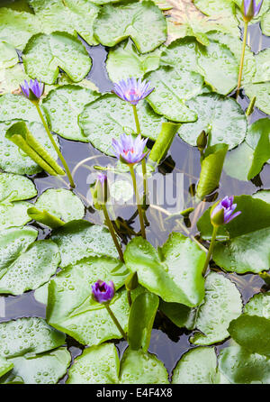 Floating violet lotus flowers on green leaf Stock Photo