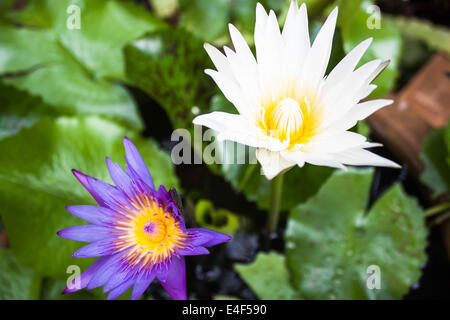 Floating violet and white blossom lotus on green leaf Stock Photo