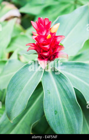 Beautiful galangal red flower on green leaf Stock Photo