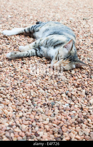 Cat laying down on brown pebble on  ground inside the house Stock Photo