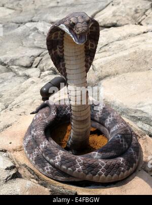 It's a photo of a cobra snake. It's a replica statue in an entertainment park in South Korea not far from Seoul Stock Photo