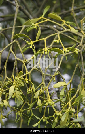 Mistletoe, Natural Park of Gorbeia, Biscaye, Alava, Basque Country, Spain. Stock Photo