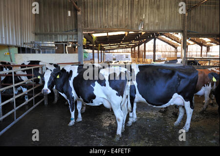 Dairy cattle lining up on their own in collecting yard to be milked in a modern rotary milking parlour, Wales, UK Stock Photo