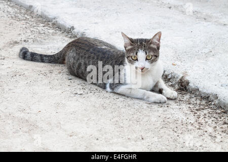 Cat laying on side looking with interest Stock Photo