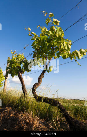 Dramatic view of grape vine in June against blue sky. Stock Photo