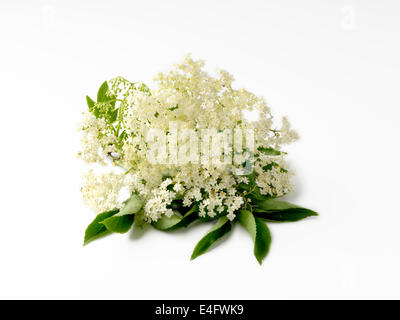 elderflower, Stock Photo