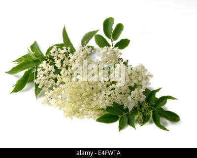 elderflower, Stock Photo