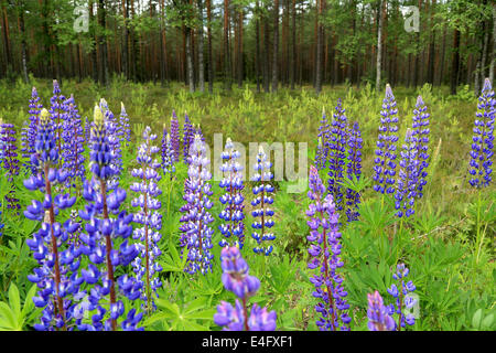 Purple, wild Lupins (Lupinus polyphyllus) flowering by green pine forest in Finland. Stock Photo