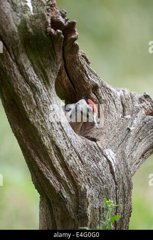 Great Spotted Woodpecker, Dendrocopos major, Juvenile with the all red crown, feeding on an old tree trunk, UK