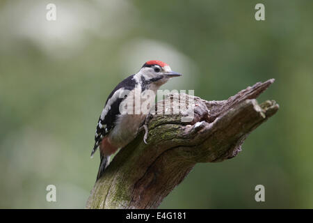 Great Spotted Woodpecker, Dendrocopos major, Juvenile with the all red crown, UK Stock Photo