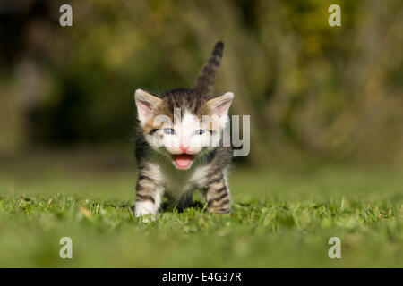 domestic Cat, kitten miaowing on a meadow