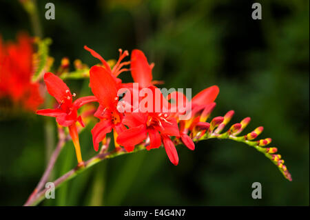 Crocosmia Lucifer red flowered monbretia. Stock Photo