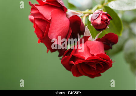 Rosa Dublin Bay.Red rose flowers. Stock Photo