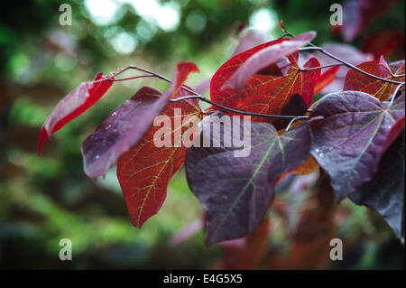 Cercis Canadensis Forest Pansy, Eastern Redbud.purple leaf Stock Photo
