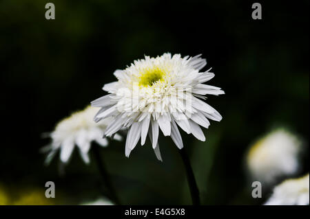 Leucanthemum Wirral Supreme, white daisy flower. Stock Photo