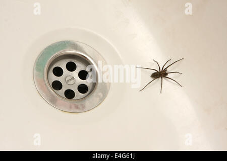 House spider, Tegenaria duellica
