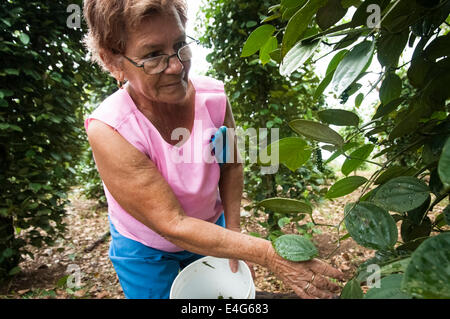 Local Production of Pepper, on a small farm of Costa-Rica, Central America, Stock Photo