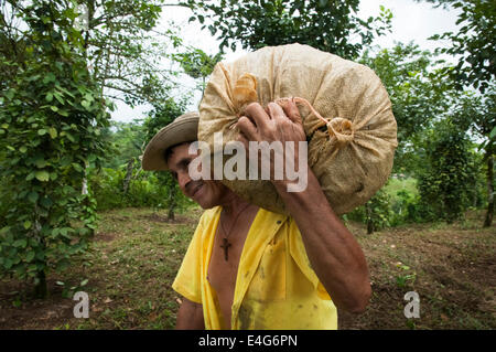 Local Production of Pepper, on a small farm of Costa-Rica, Central America, Stock Photo