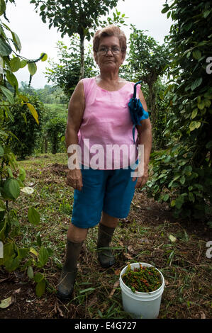 Local Production of Pepper, on a small farm of Costa-Rica, Central America, Stock Photo