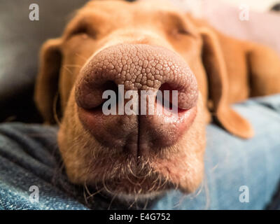 Dog's Nose (Chesapeake Bay Retriever) Stock Photo